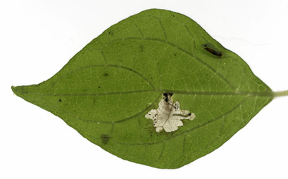 Mine of Cosmopterix pulchrimella on Parietaria judaica