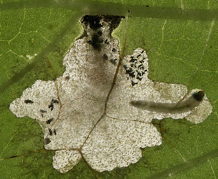 Mine of Cosmopterix pulchrimella on Parietaria judaica