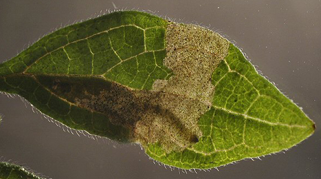 Mine of Cosmopterix pulchrimella on Parietaria judaica