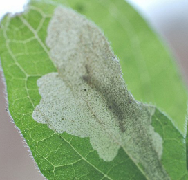 Mine of Cosmopterix pulchrimella on Parietaria judaica