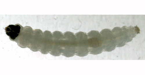 Cosmopterix pulchrimella larva,  dorsal