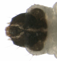 Cosmopterix pulchrimella larva,  dorsal