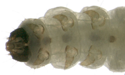 Cosmopterix pulchrimella larva, ventral