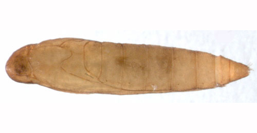 Cosmopteryx pulchrimella dorso-lateral