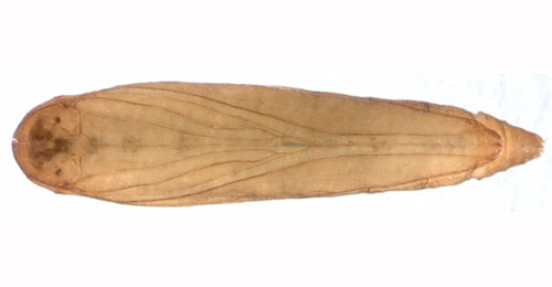 Cosmopterix pulchrimella pupa,  ventral