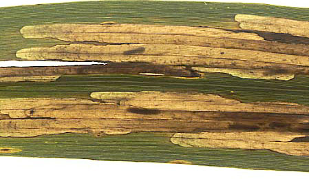 Mines of Cosmopterix scribaiella on Phragmites australis