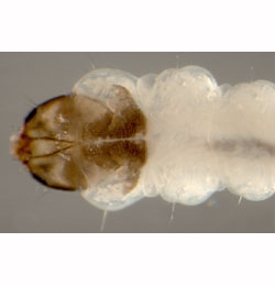 Cosmopterix scribaiella larva,  dorsal