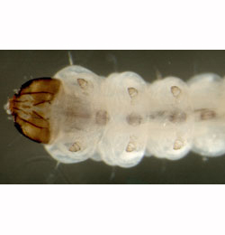Cosmopterix scribaiella larva,  ventral