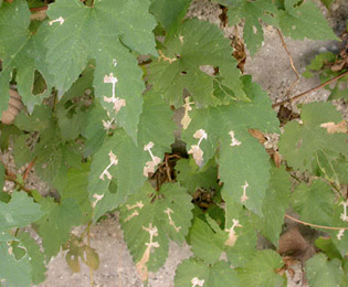 Mines of Cosmopterix zieglerella on Humulus lupulus