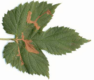 Mines of Cosmopterix zieglerella on Humulus lupulus