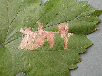 Mines of Cosmopterix zieglerella on Humulus lupulus