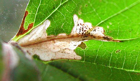 Mine of Cosmopterix zieglerella on Humulus lupulus