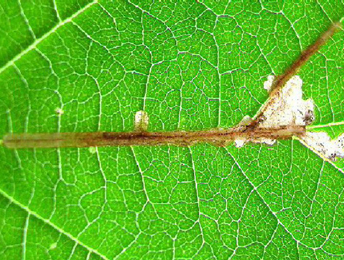 Mine of Cosmopterix zieglerella on Humulus lupulus