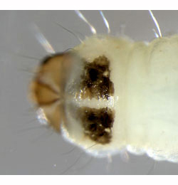 Cosmopterix zieglerella larva,  dorsal