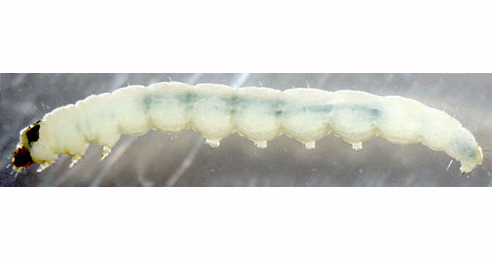 Cosmopterix zieglerella larva,  lateral