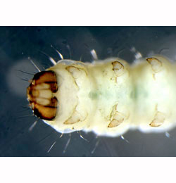 Cosmopterix zieglerella larva,  ventral