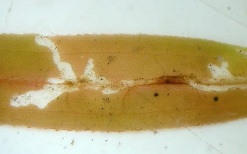 Mines of Cricotopus brevipalpis on Potamogeton natans