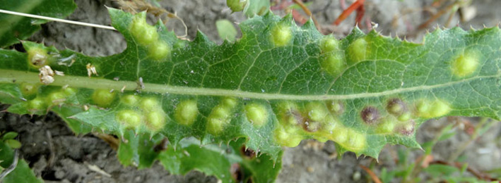 Mine of Cystiphora sonchi on Sonchus