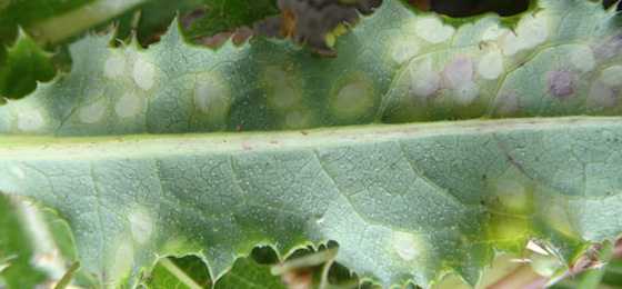 Mine of Cystiphora sonchi on Sonchus