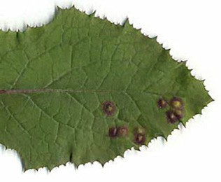 Mine of Cystiphora sonchi on Sonchus