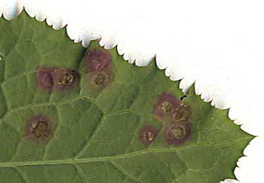 Mine of Cystiphora sonchi on Sonchus