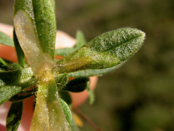 Mine of Delia echinata on Cerastium arvense