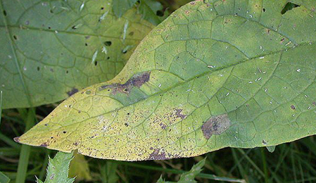 Mines of Dialectica imperialella on Symphytum officinale