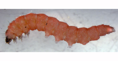 Dialectica imperialella old larva,  lateral