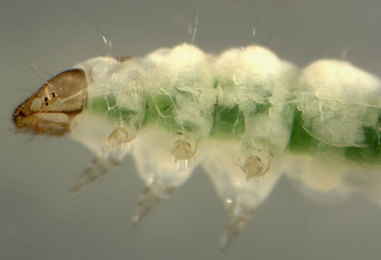 Dialectica imperialella young larva,  lateral
