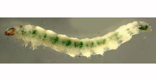 Dialectica imperialella young larva,  lateral