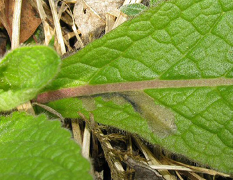 Mine of Digitivalva perlepidella on Inula conyza