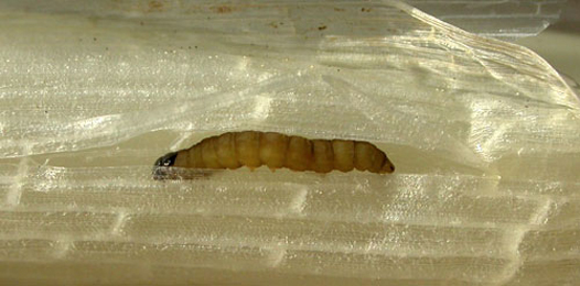 Larva of Donacaula forficella on Glyceria maxima