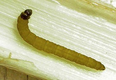 Larva of Donacaula forficella on Glyceria maxima