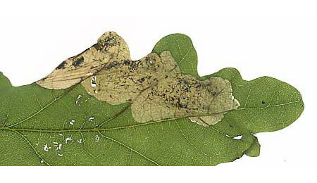 Mine of Dyseriocrania subpurpurella on Quercus robur