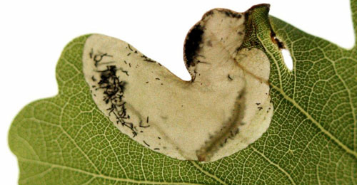 Mine of Dyseriocrania subpurpurella on Quercus robur