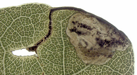 Mine of Dyseriocrania subpurpurella on Quercus robur