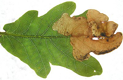 Mine of Dyseriocrania subpurpurella on Quercus