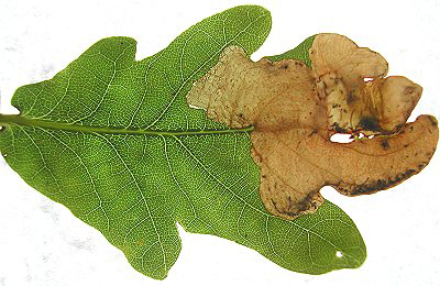 Mine of Dyseriocrania subpurpurella on Quercus robur