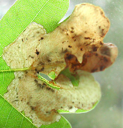 Mine of Dyseriocrania subpurpurella on Quercus robur