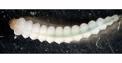 Dyseriocrania subpurpurella larva,  dorsal