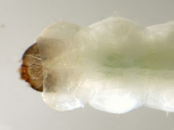 Dyseriocrania subpurpurella larva,  dorsal