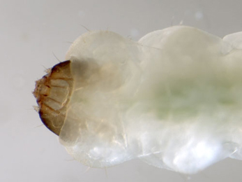Dyseriocrania subpurpurella larva,  ventral