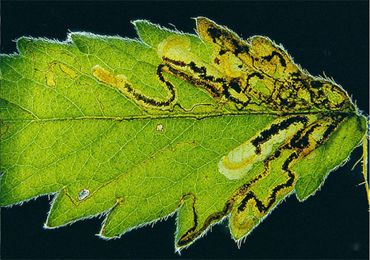 Mine of Ectoedemia agrimoniae on Agrimonia eupatoria