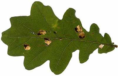 Mine of Ectoedemia albifasciella on Quercus robur