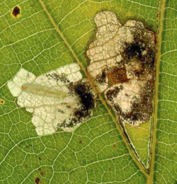 Mine of Ectoedemia albifasciella on Quercus robur