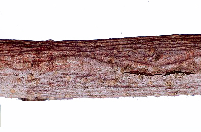 Mine of Ectoedemia amani on Ulmus