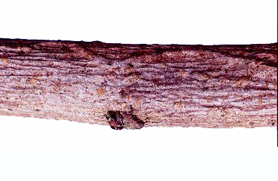 Mine of Ectoedemia amani on Ulmus