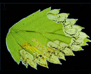 Mine of Ectoedemia arcuatella on Fragaria vesca