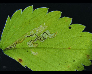 Mine of Ectoedemia arcuatella on Fragaria vesca