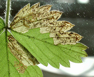 Mine of Ectoedemia arcuatella on Fragaria vesca